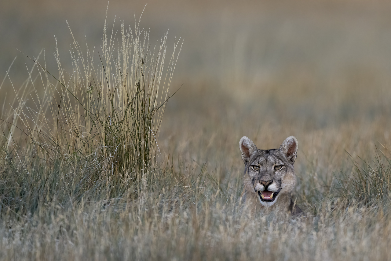 Fin del Mundo - Wilder Süden