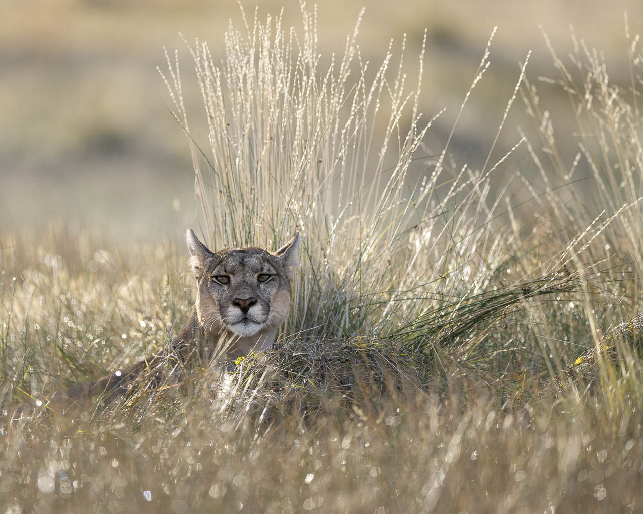 Fin del Mundo - Wilder Süden