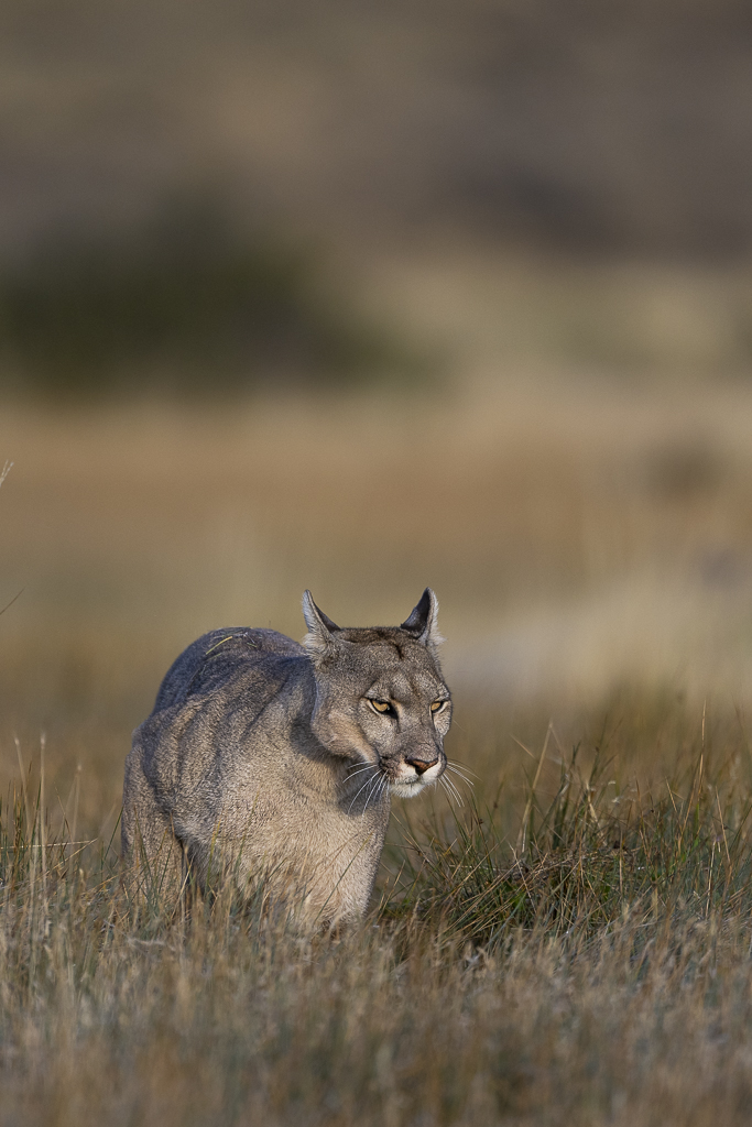Fin del Mundo - Wilder Süden