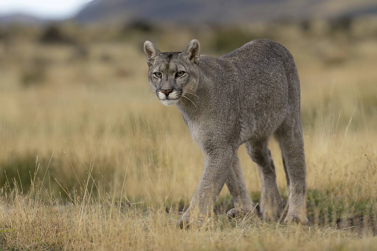 Fin del Mundo - Wilder Süden