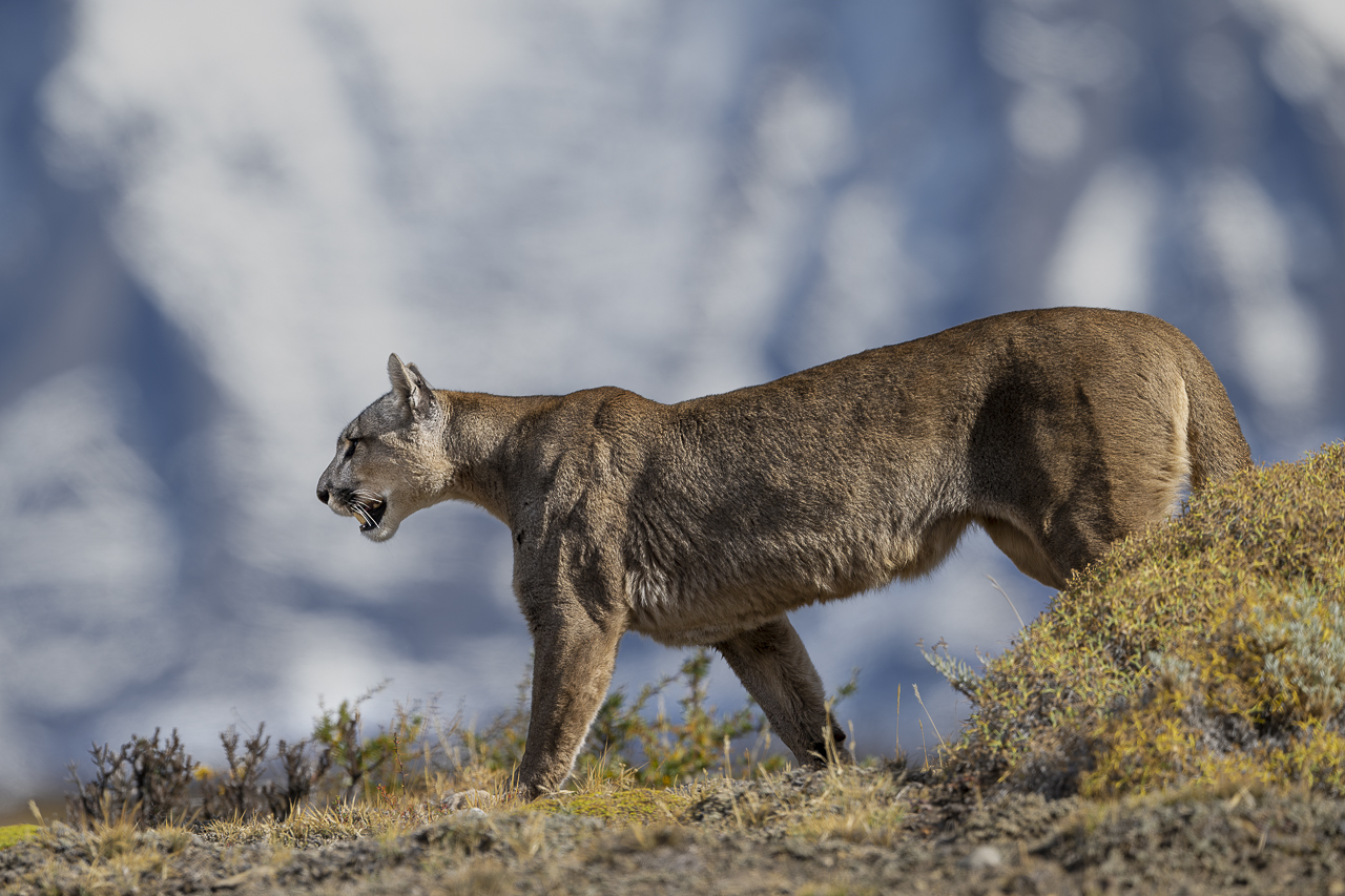 Fin del Mundo - Wilder Süden