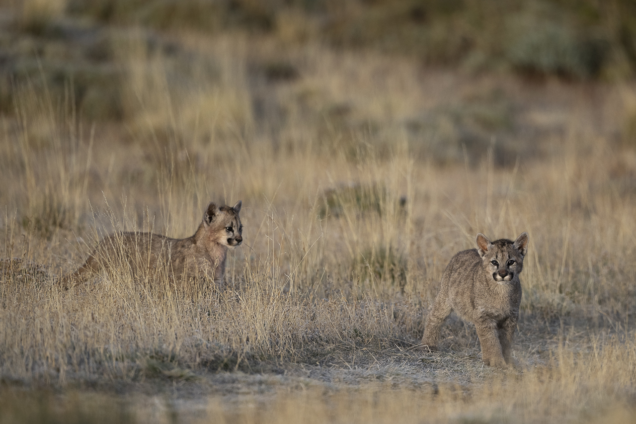 Fin del Mundo - Wilder Süden