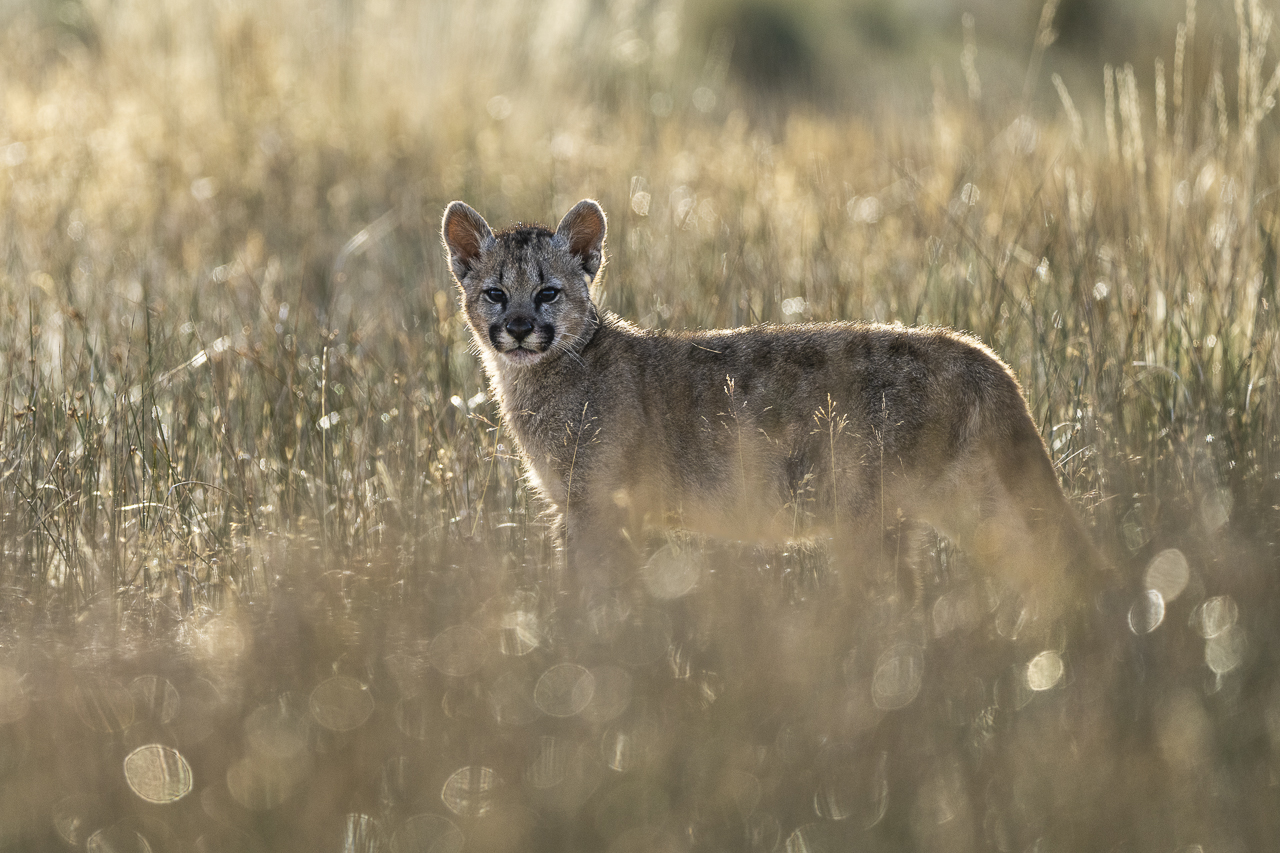 Fin del Mundo - Wilder Süden