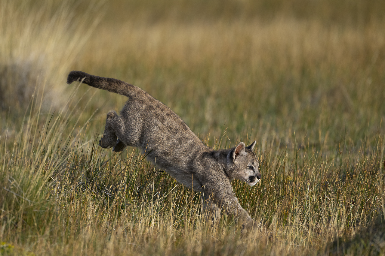 Fin del Mundo - Wilder Süden