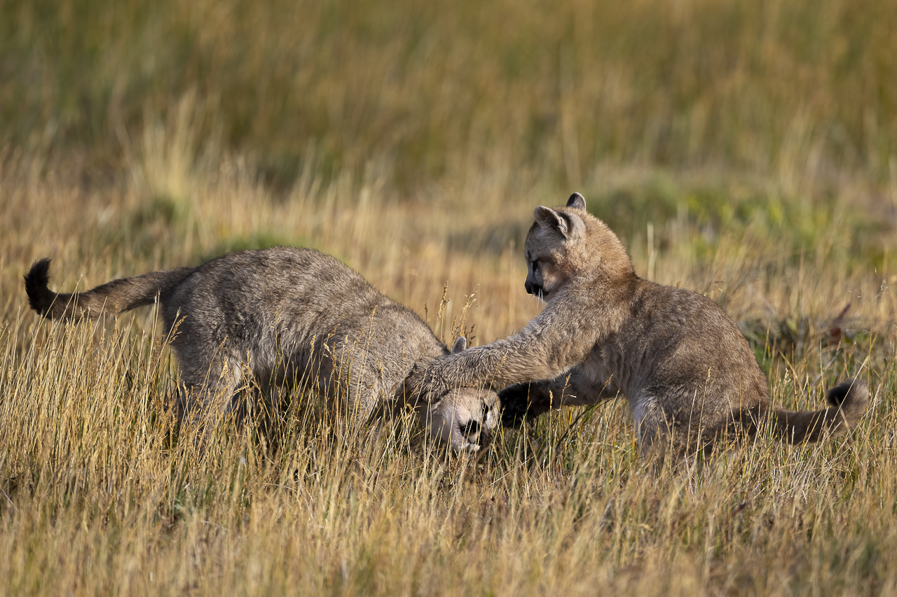 Fin del Mundo - Wilder Süden