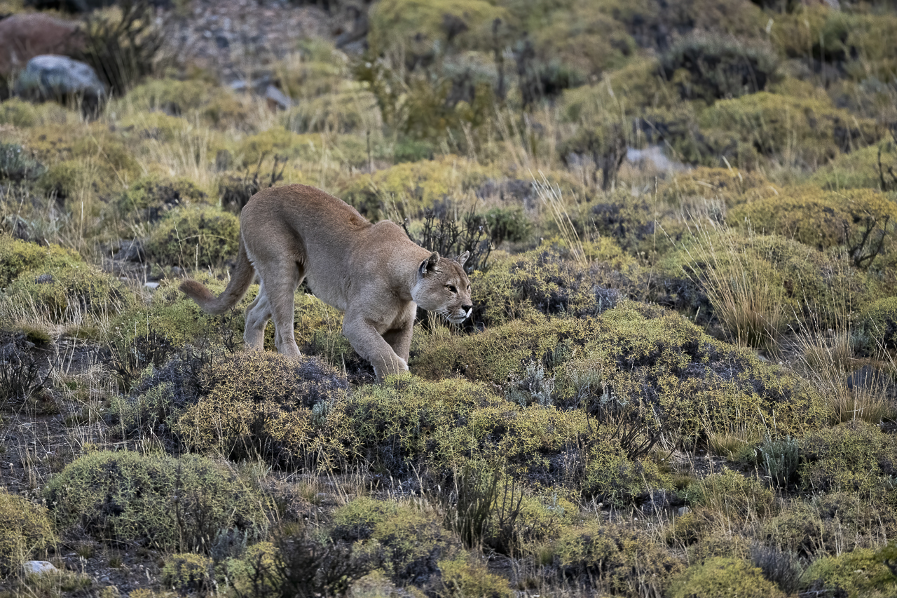 Fin del Mundo - Wilder Süden