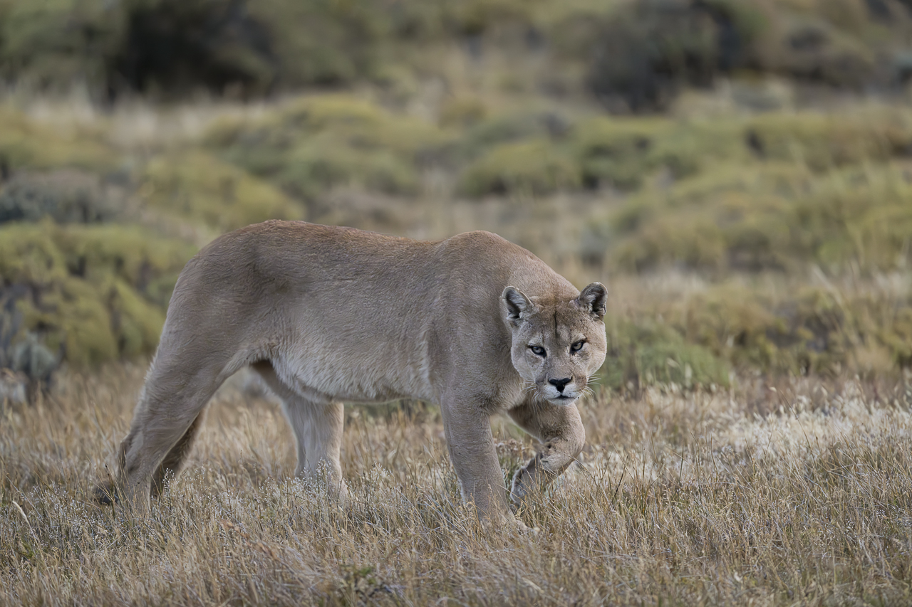 Fin del Mundo - Wilder Süden