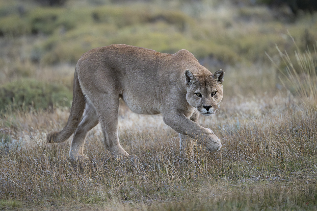 Fin del Mundo - Wilder Süden