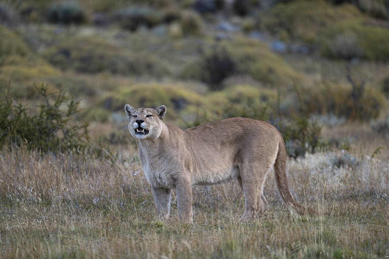 Fin del Mundo - Wilder Süden