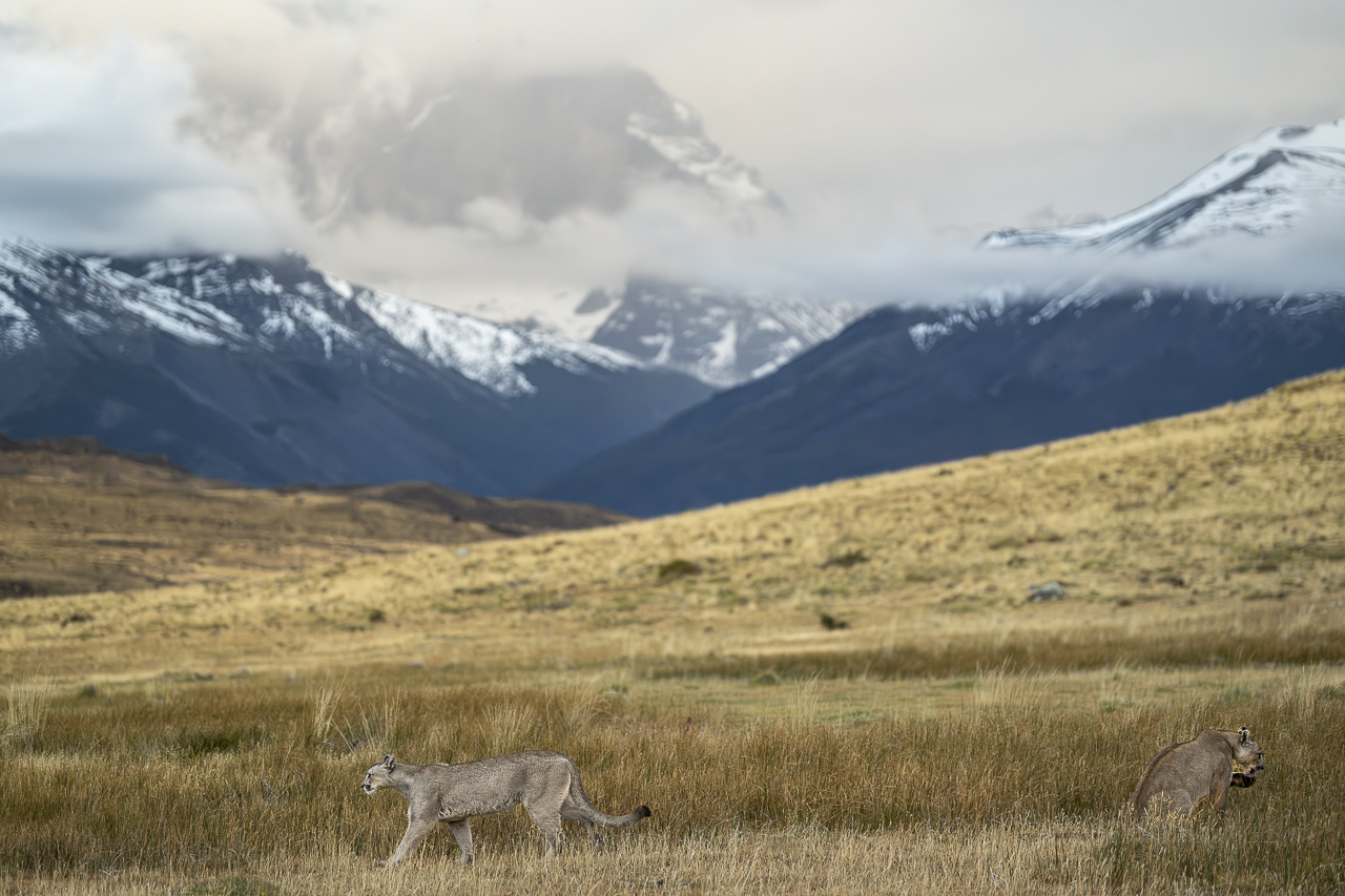 Fin del Mundo - Wilder Süden