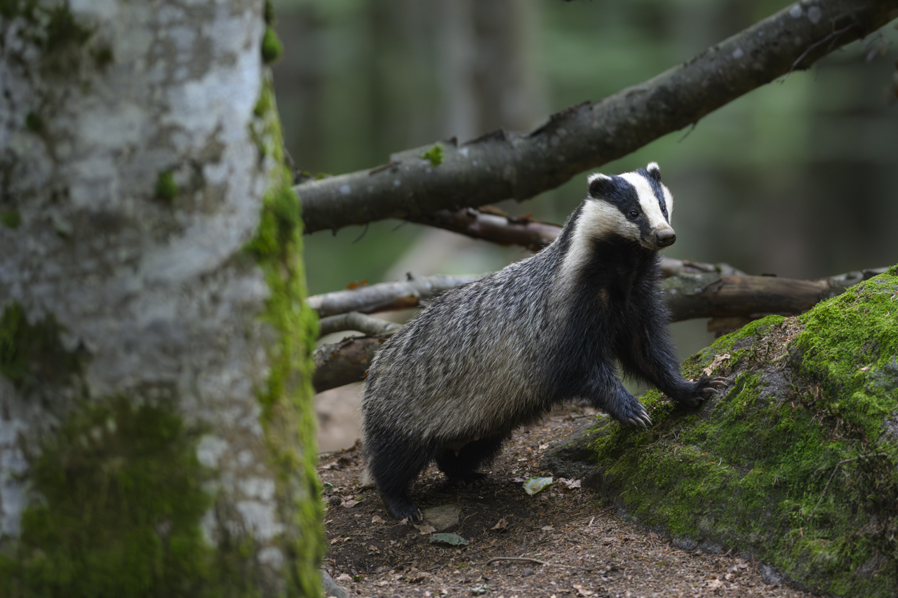 Wald - Raum für natürliche Zusammenhänge