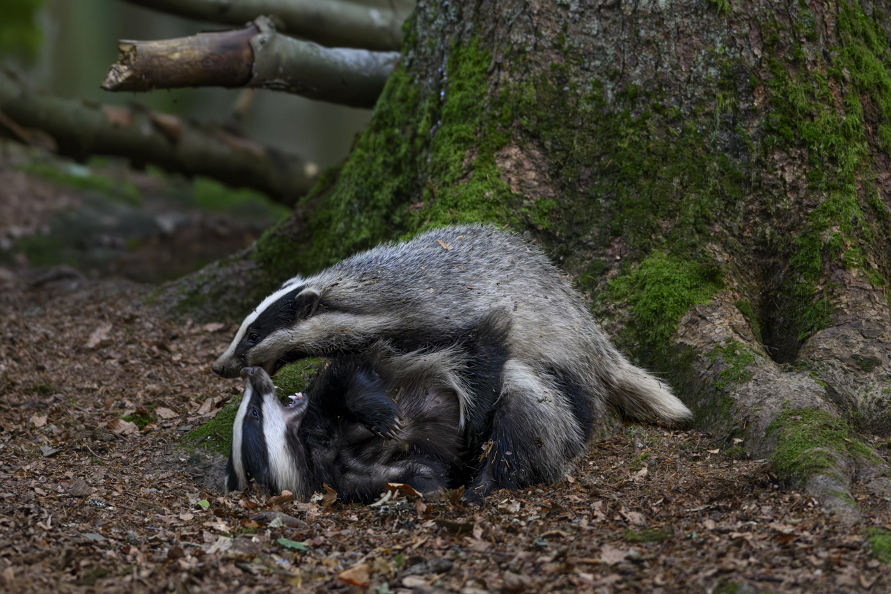 Wald - Raum für natürliche Zusammenhänge