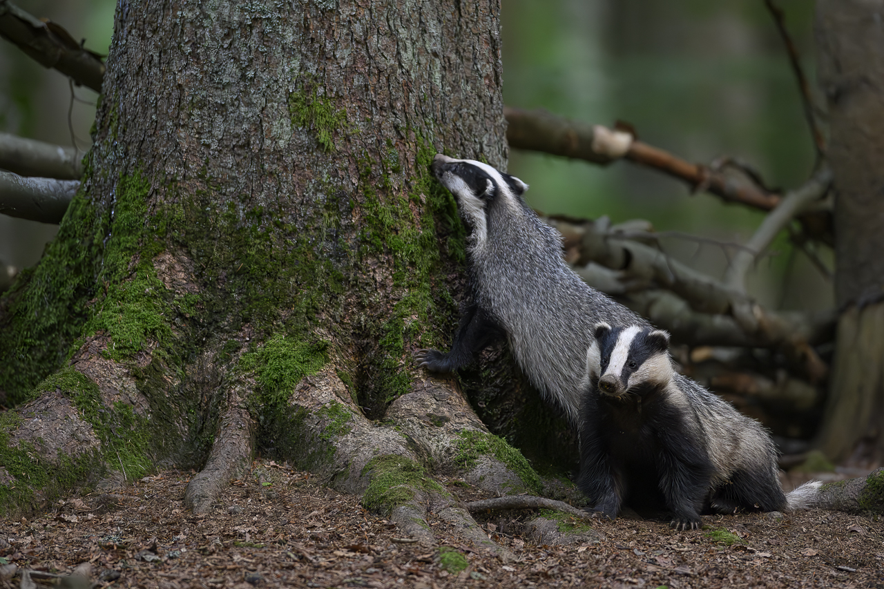 Wald - Raum für natürliche Zusammenhänge