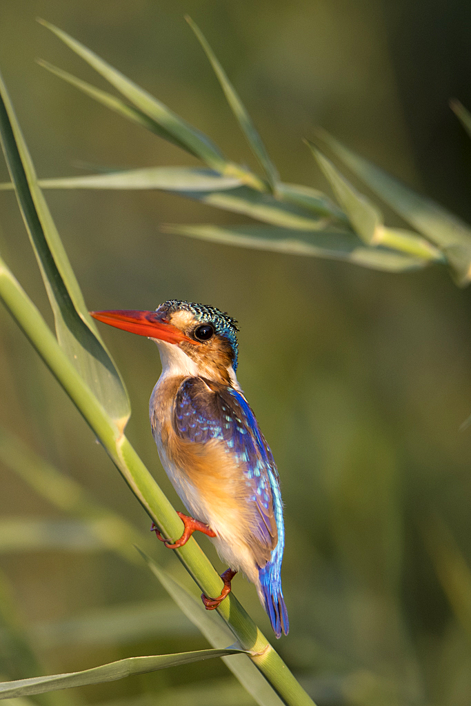 Sambesi - Land am Fluss