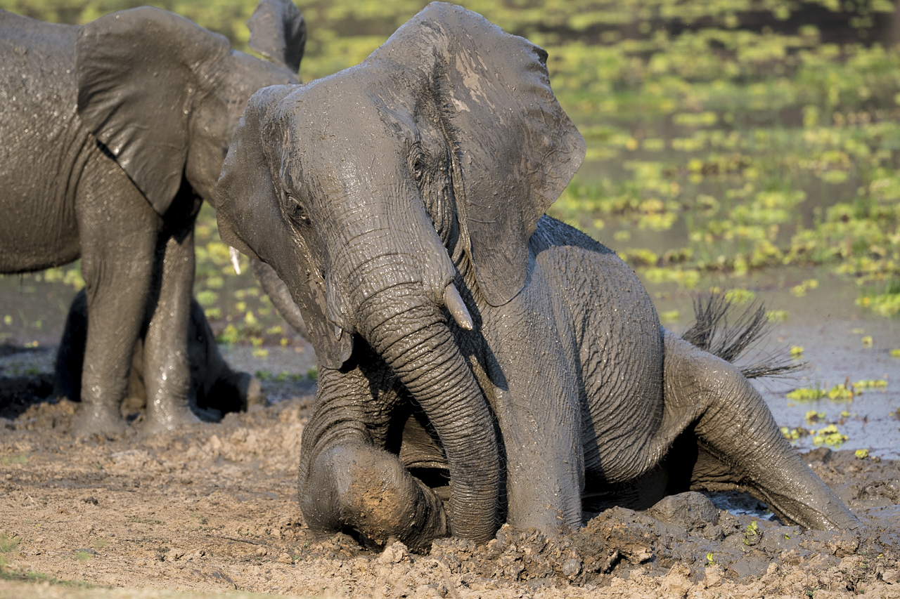 Farben und Formen am Luangwa