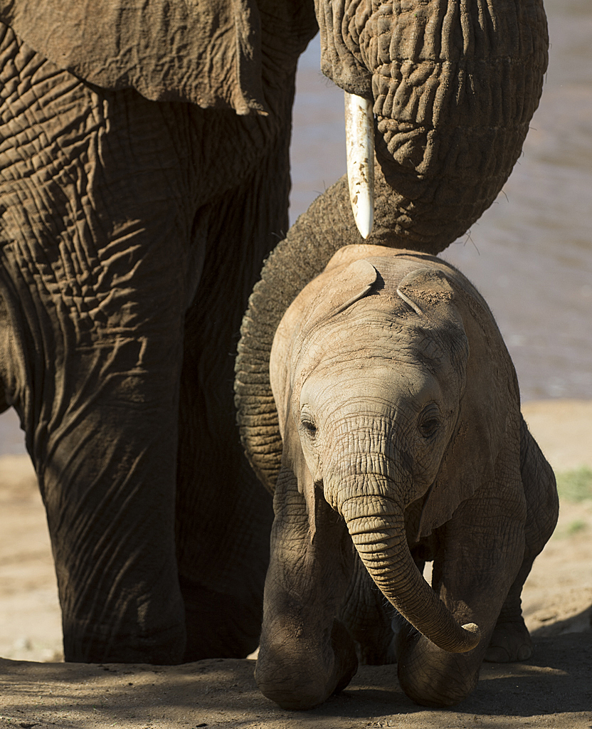 Samburu und Laikipia