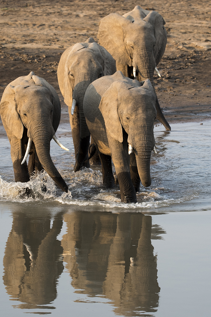 Farben und Formen am Luangwa