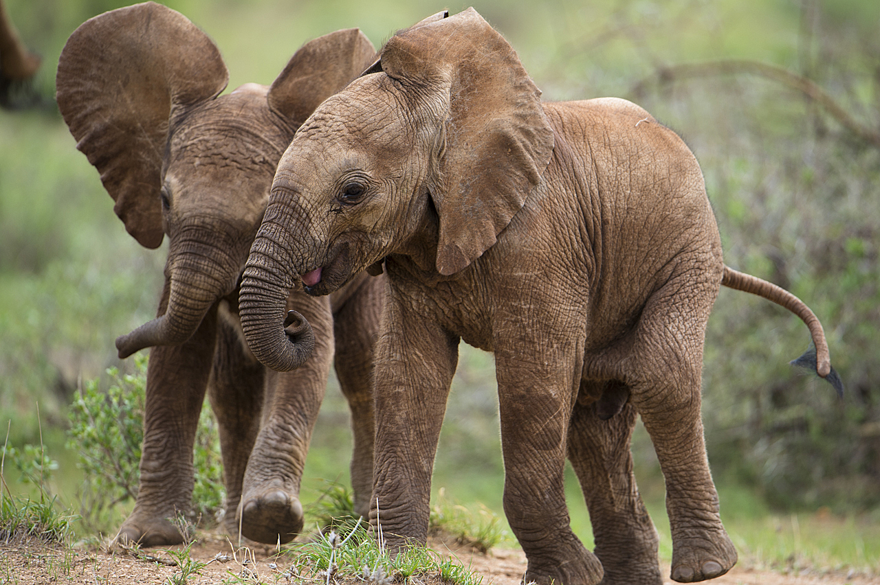 Samburu und Laikipia