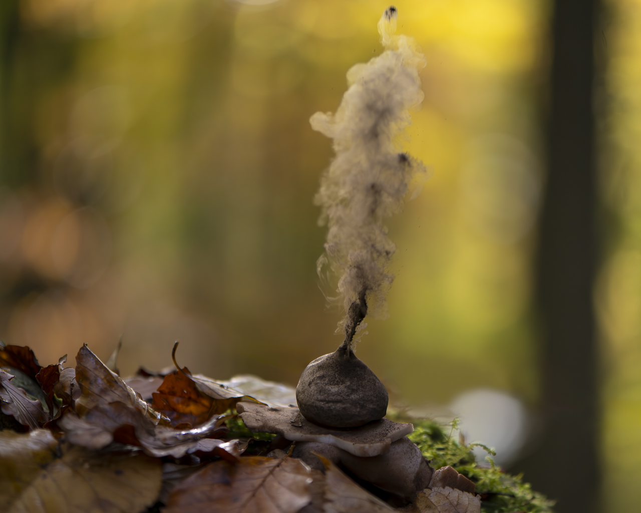 Wald - Raum für natürliche Zusammenhänge