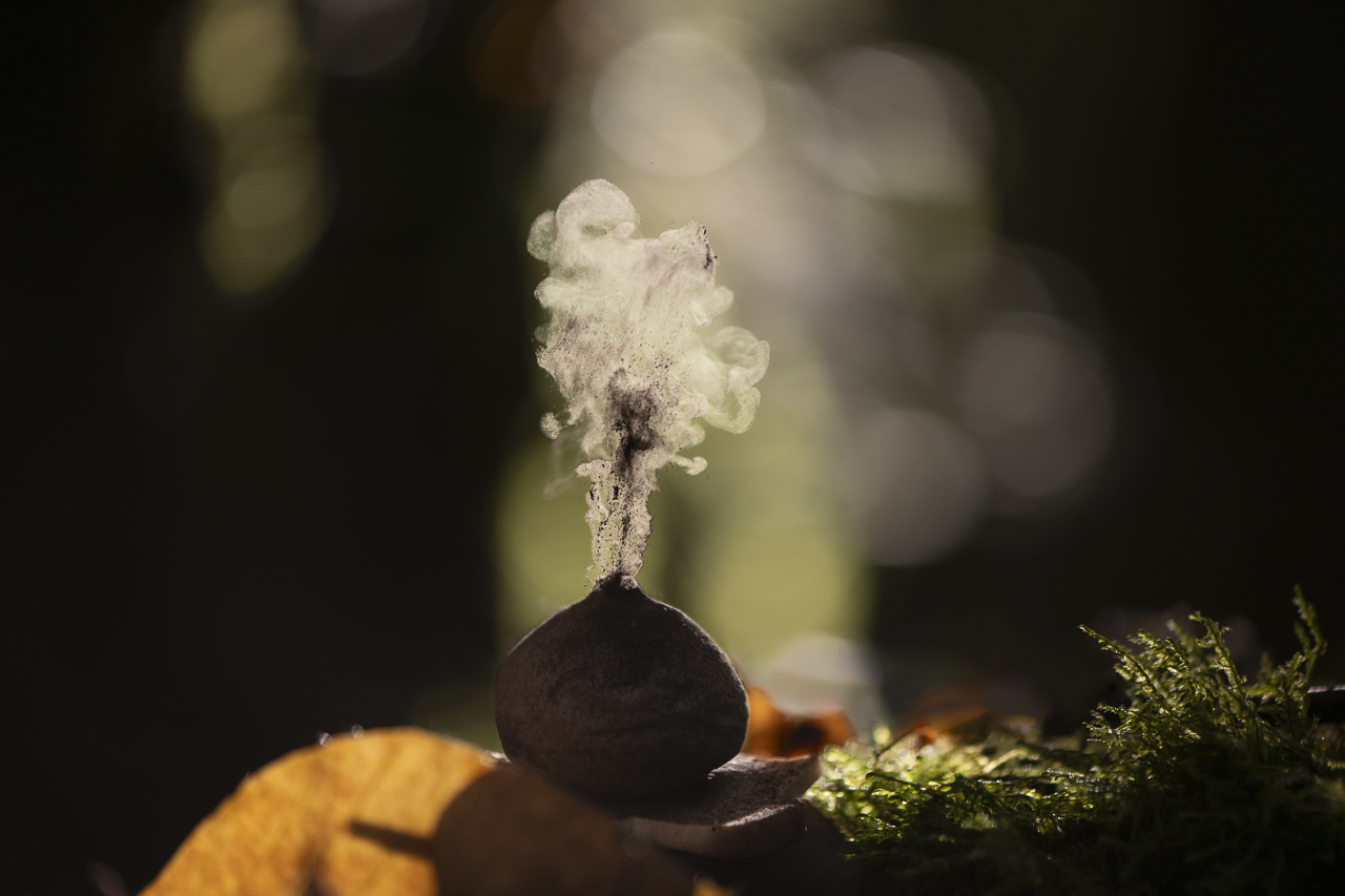 Wald - Raum für natürliche Zusammenhänge