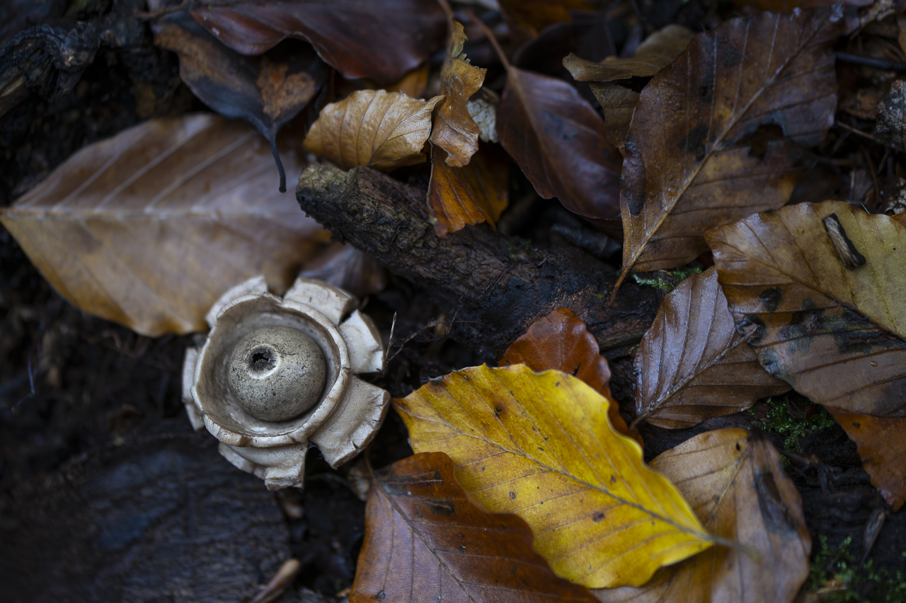 Wald - Raum für natürliche Zusammenhänge