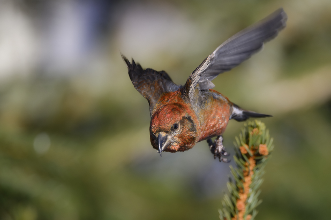 Wald - Raum für natürliche Zusammenhänge