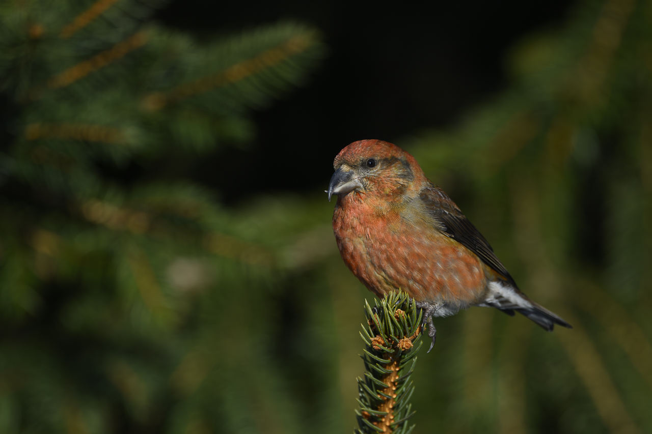 Wald - Raum für natürliche Zusammenhänge