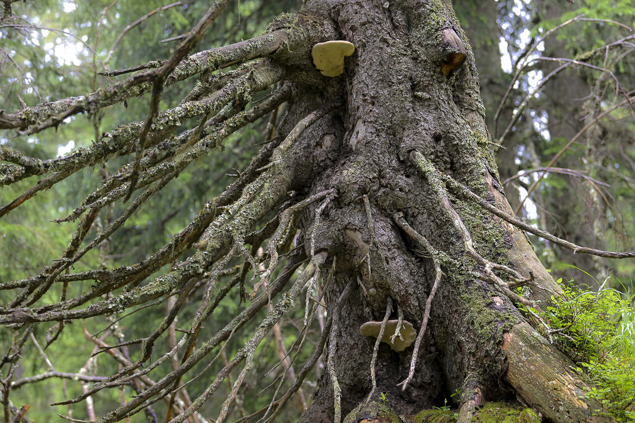 Wald - Raum für natürliche Zusammenhänge