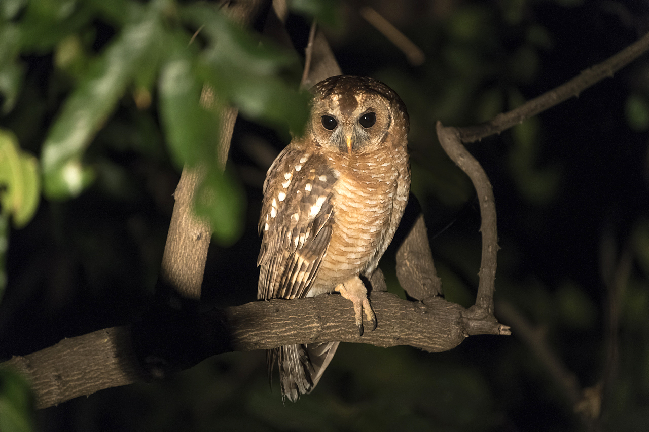 Farben und Formen am Luangwa