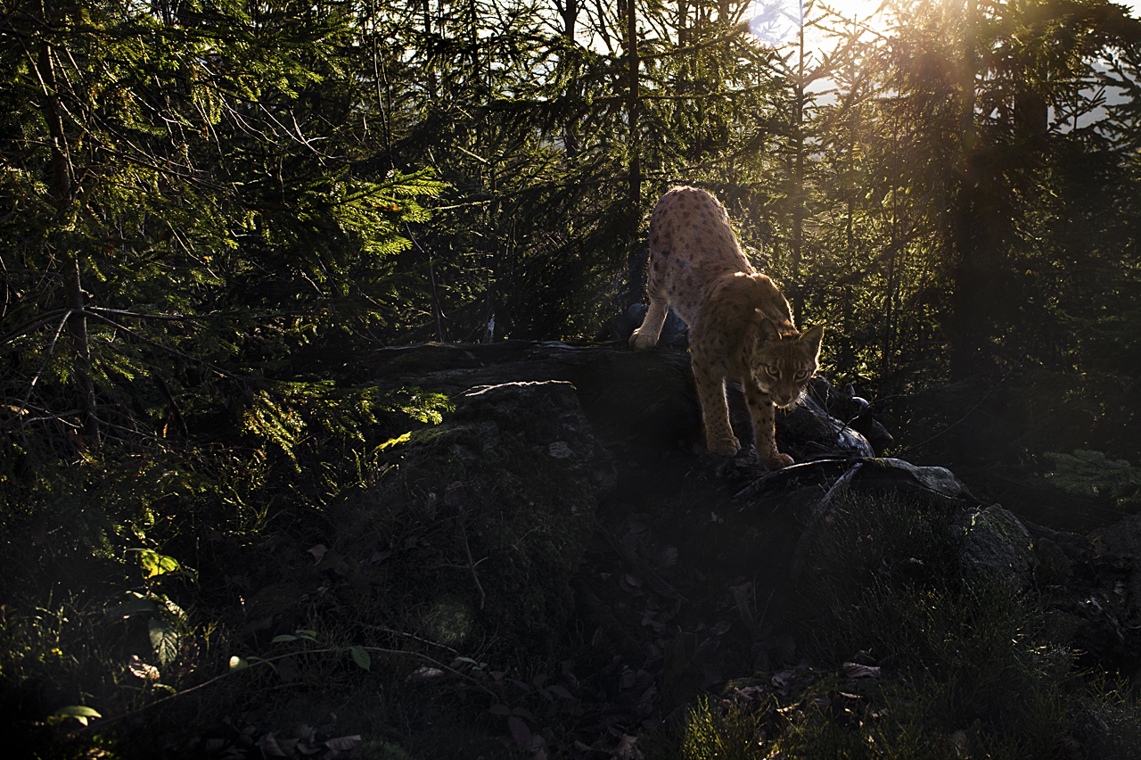 Luchs in freier Natur