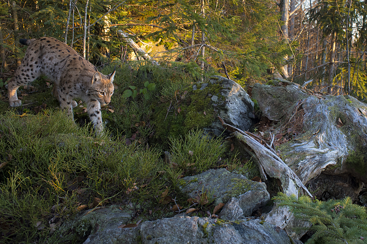Luchs in freier Natur