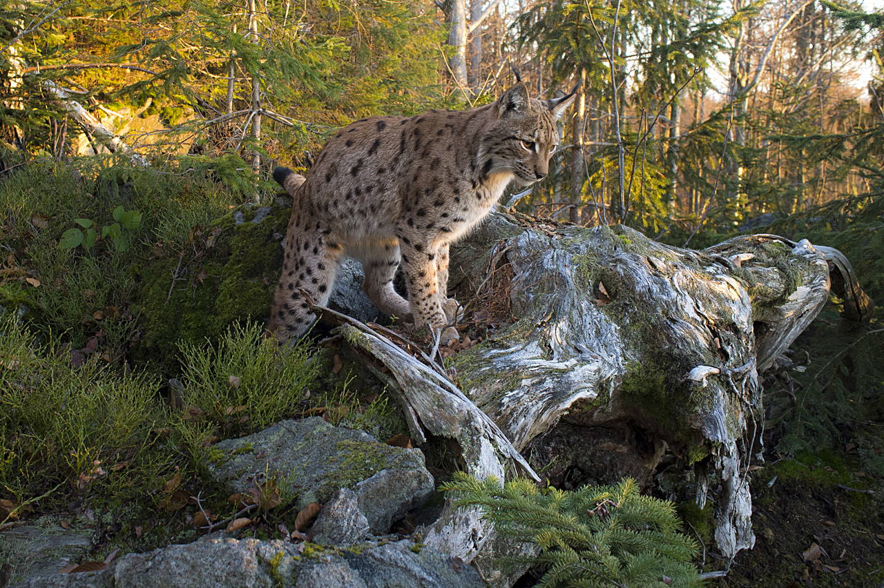Luchs in freier Natur
