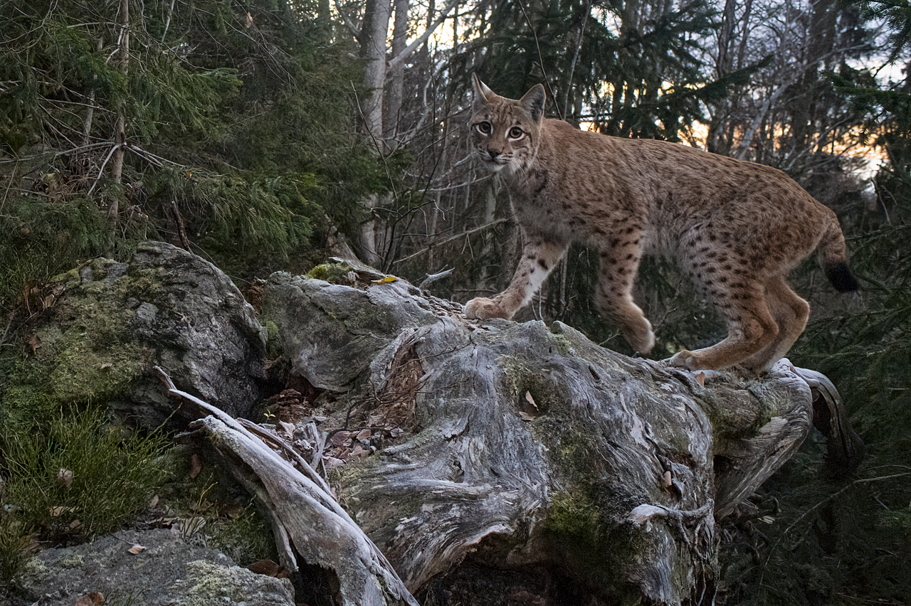 Luchs in freier Natur
