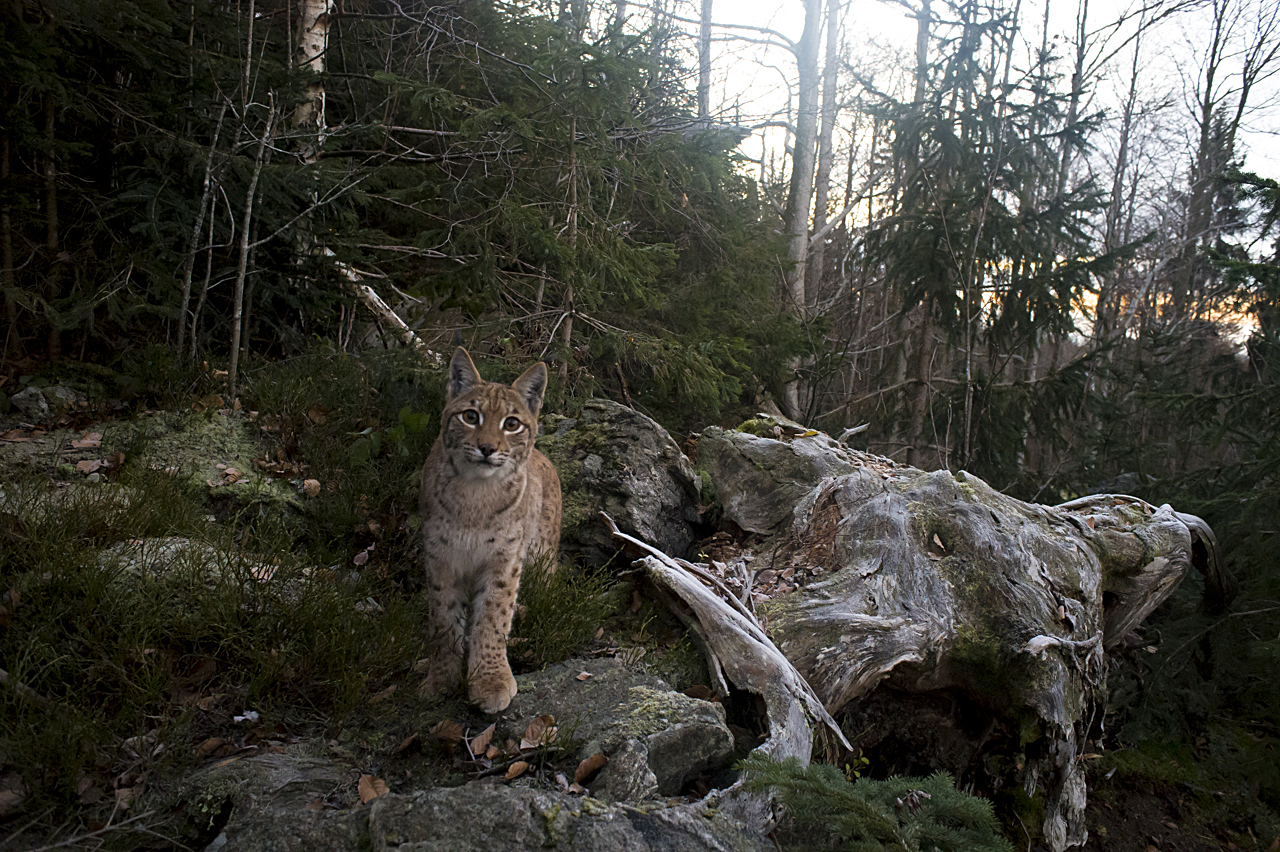 Luchs in freier Natur