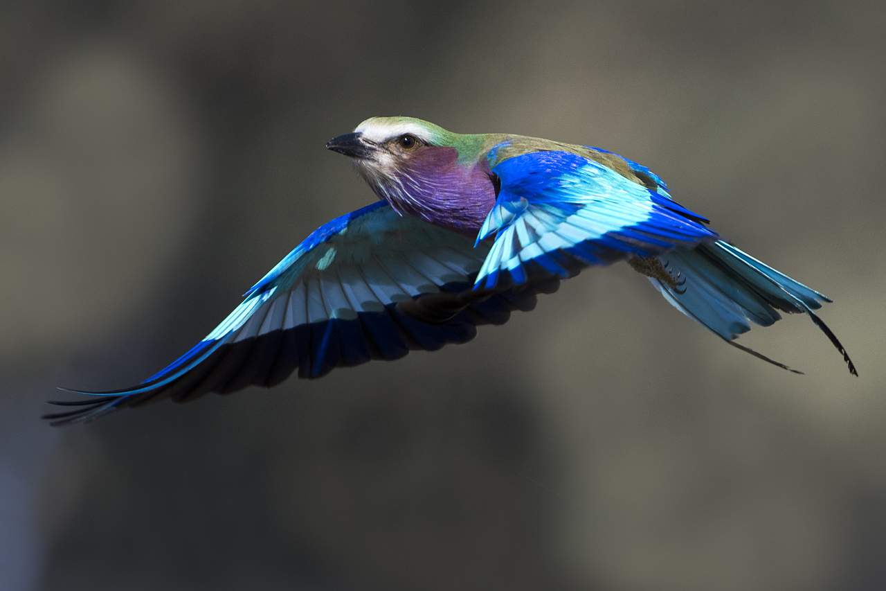 Farben und Formen am Luangwa