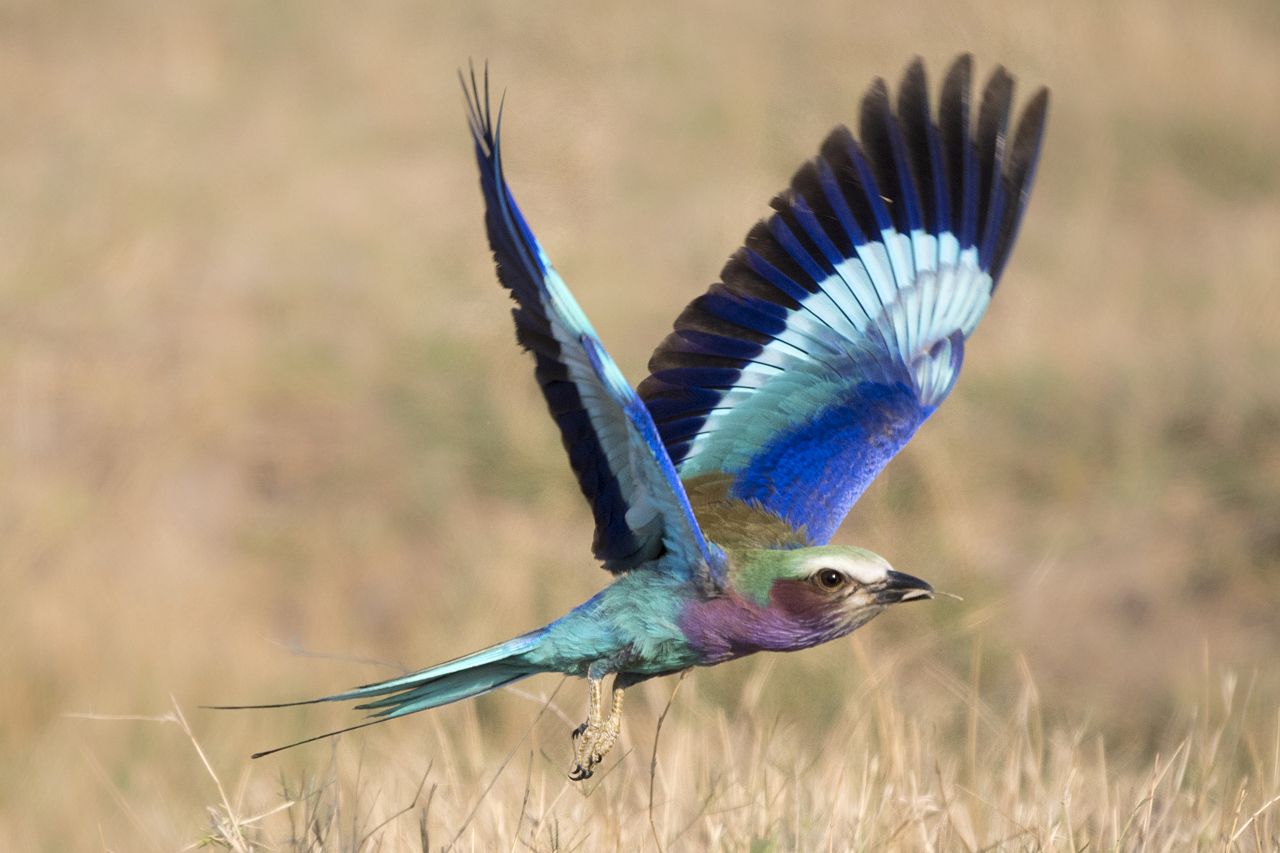 Farben und Formen am Luangwa