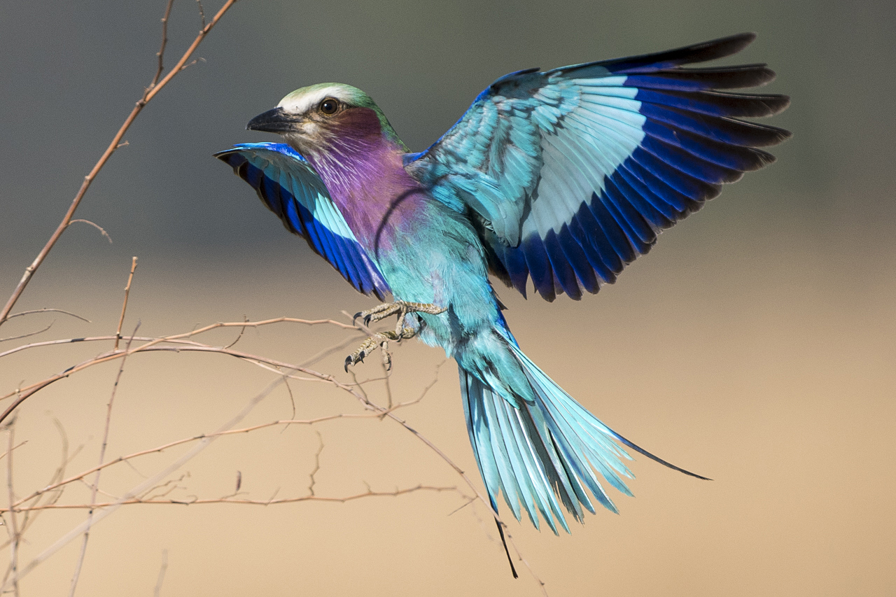 Farben und Formen am Luangwa