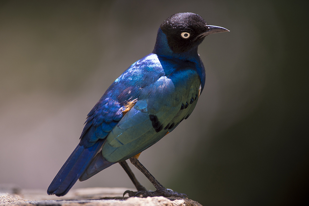 Samburu und Laikipia