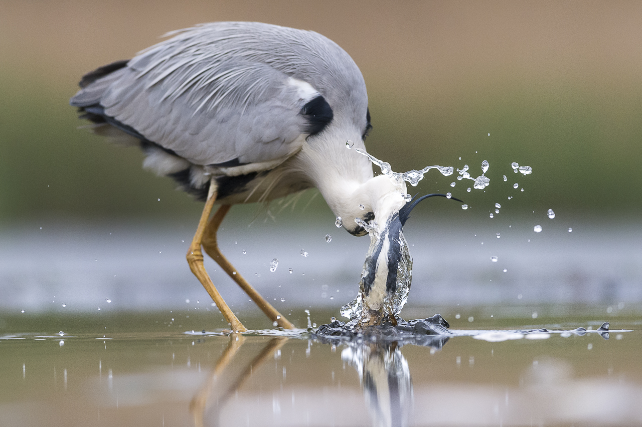 Wasser - Quelle des Lebens