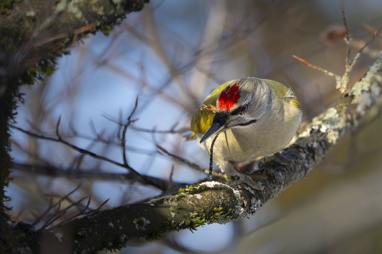 Wald - Raum für natürliche Zusammenhänge