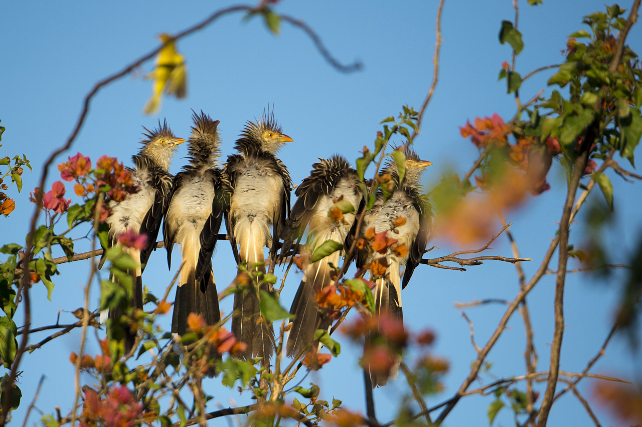 Bunt wie ein Papagei