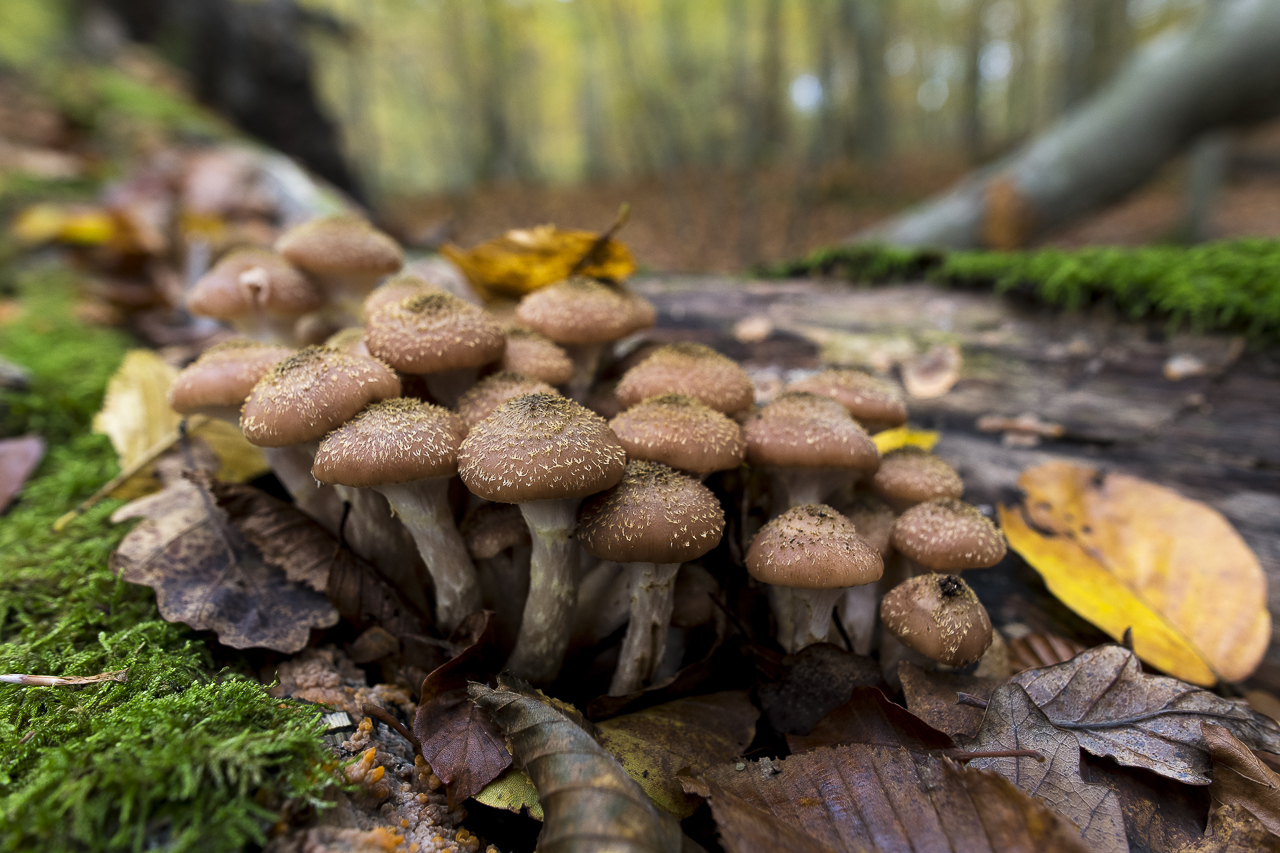 Wald - Raum für natürliche Zusammenhänge