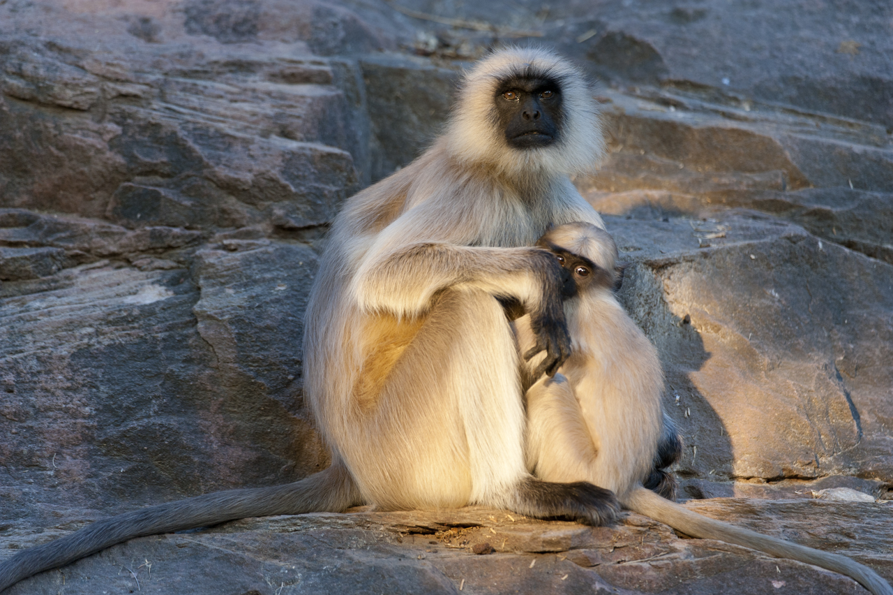 Indien - der überquellende Kontinent