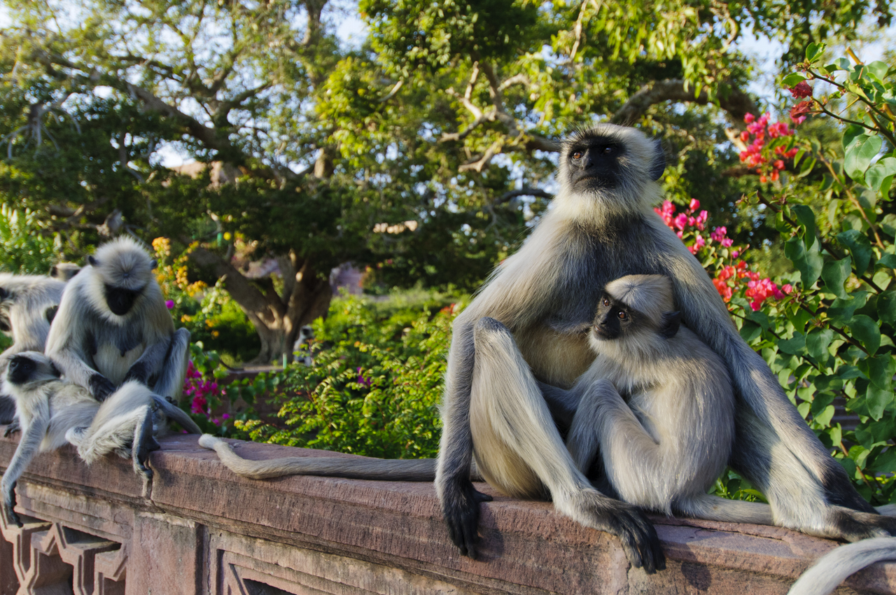 Indien - der überquellende Kontinent