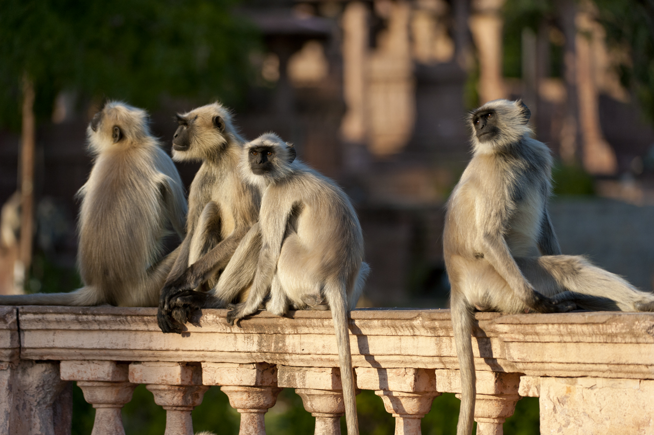 Indien - der überquellende Kontinent