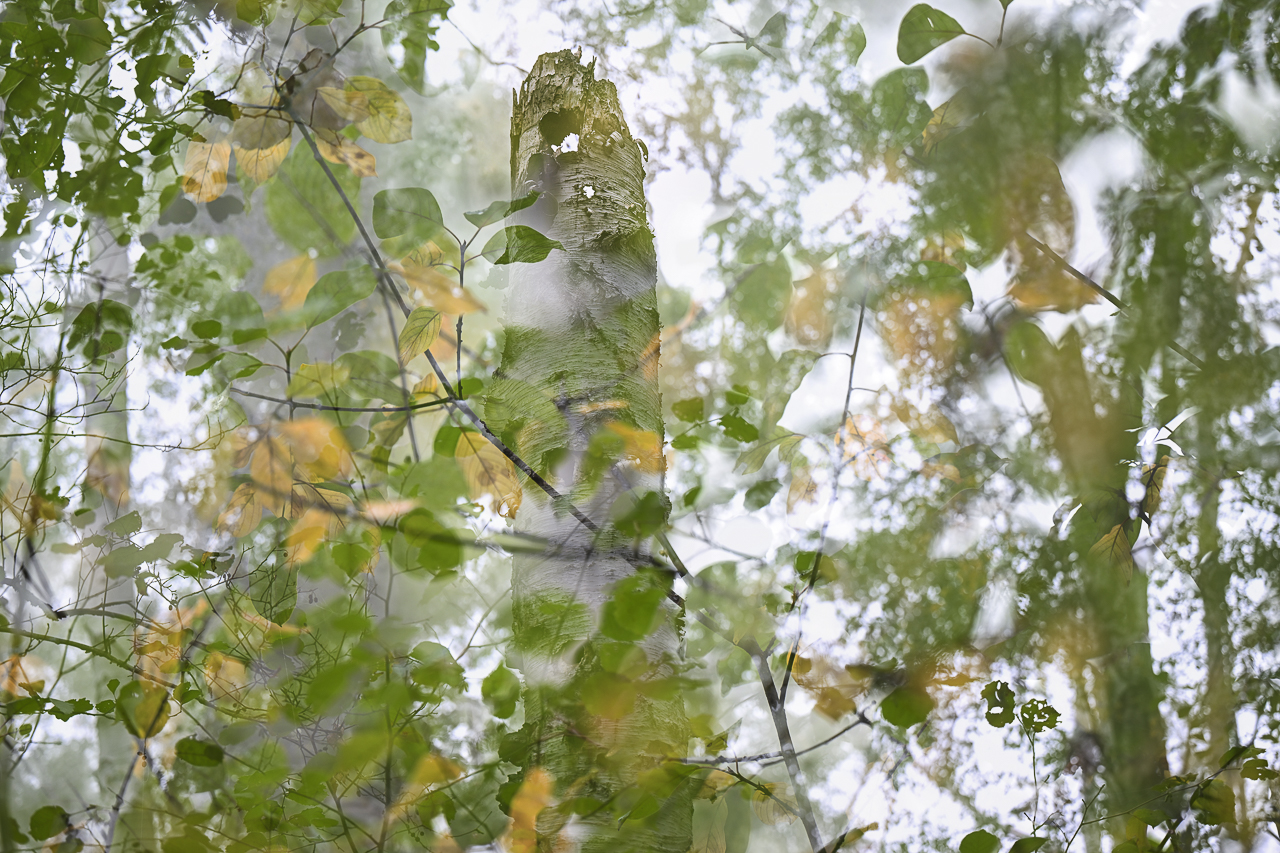 Wald - Raum für natürliche Zusammenhänge