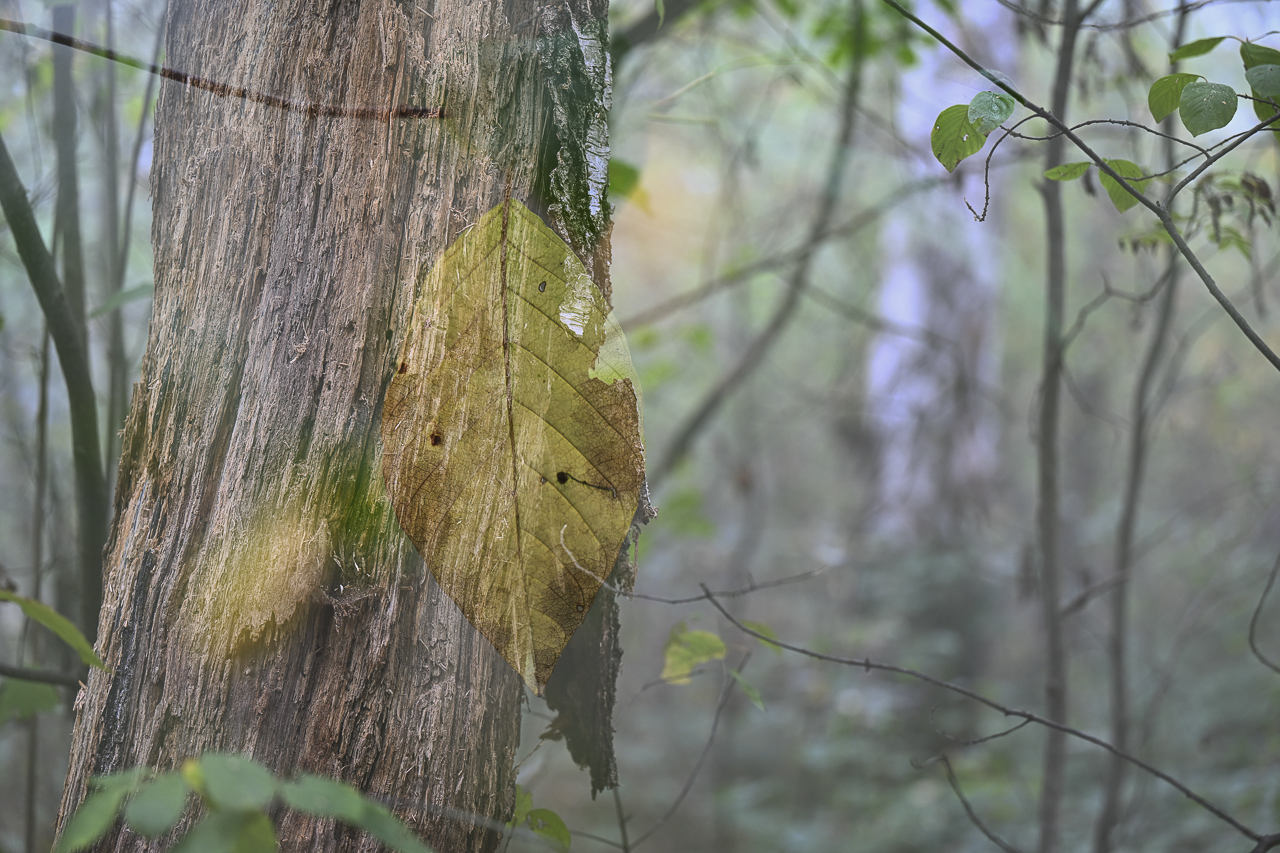 Wald - Raum für natürliche Zusammenhänge