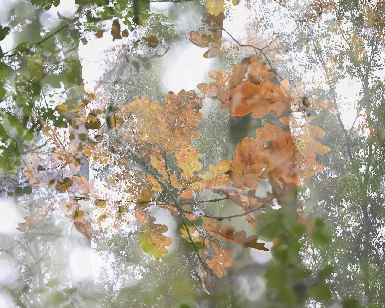 Wald - Raum für natürliche Zusammenhänge