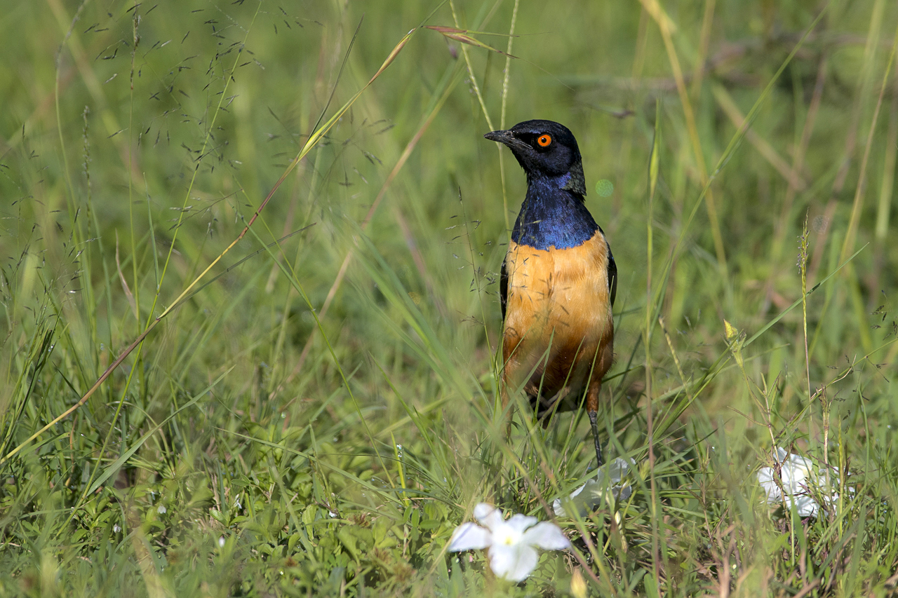 Samburu und Laikipia
