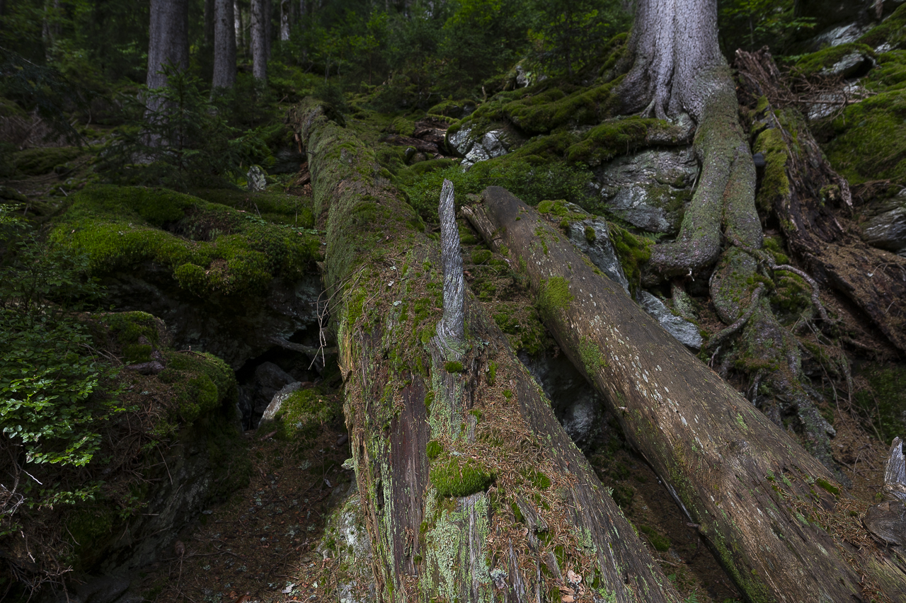 Wald - Raum für natürliche Zusammenhänge